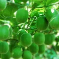 Veemoon 850 Stück Pflanzenstützhaken für Tomaten Obst und Gemüseranken Weiß 13cm Langlebiges Aufhängezubehör für Gewächshaus und Garten - Thumbnail 7