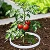 Générique Pflanzring – ABS 5,91 x 5,39 Zoll | kreisförmige Ringe, wiederverwendbar, tiefe Bewässerung, Schutz für den Garten für Tomaten, Paprika, Blumen, Sträucher, Gemüsegärten, Höfe & Gewächshäuser - Thumbnail 2