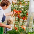 Easyfit Tomatenhaus aus Aluminium & Lärchenholz inkl. Zwischenboden– Stabiles Tomatengewächshaus mit Schiebetüren & UV-Schutz – Witterungsbeständig & Langlebig – Made in Austria 25-71-20 - Thumbnail 8