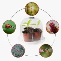 Stück Transparente Pflanzenhaube aus PET mit Lüftung – für Mini Gewächshaus für Pflanzen als Anzuchthaube mit Feuchtigkeitsregler zum Schutz von Keimlingen und Saatgut - Thumbnail 5