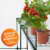 casa pura® Gewächshaus Thalia | mit 2 Regalböden | Foliengewächshaus für Tomaten und andere schutzbedürftige Pflanzen | inkl. Bodenankern | 186 x 122 x 190 cm - 4