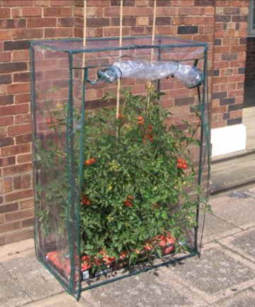 Gewächshaus für Tomatenanzucht Tomatengewächshaus Tomaten - 1