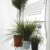 Bio Green PTF 100 Patioflora Tomatenhaus 220 x 100 x 80 cm für Terasse und Garten, 4 Jahreszeiten - 